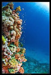 Reef scene of the house reef at the Grand Rotana Hotel in... by Kay Burn Lim 